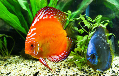 居家養(yǎng)魚風(fēng)水講究,怎么養(yǎng)魚招財(cái)運(yùn)?