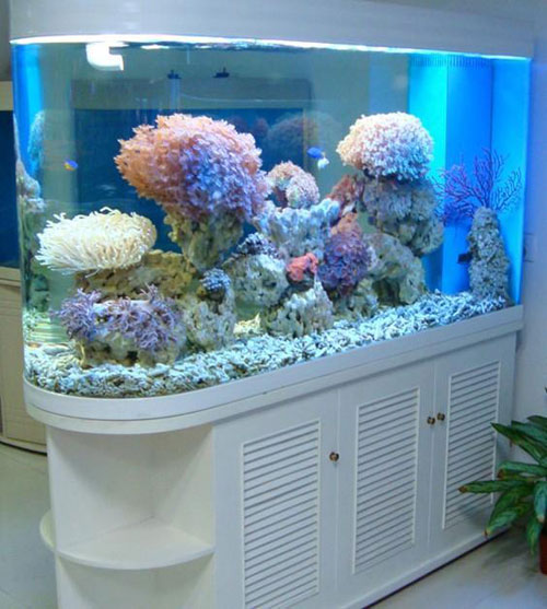 居家養(yǎng)魚風(fēng)水講究,怎么養(yǎng)魚招財(cái)運(yùn)?