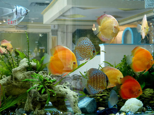 居家養(yǎng)魚風(fēng)水講究,怎么養(yǎng)魚招財(cái)運(yùn)?