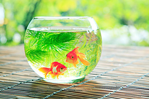 居家養(yǎng)魚風(fēng)水講究,怎么養(yǎng)魚招財(cái)運(yùn)?